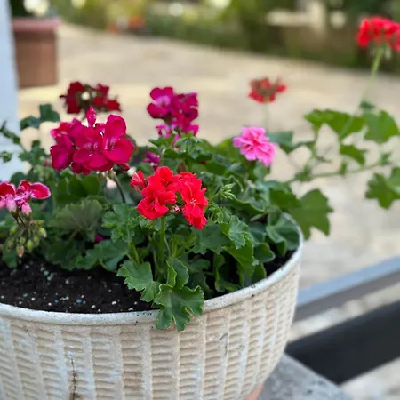 Near - Quiet & - Unit 3 Petrčane