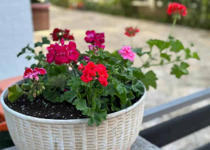 Near - Quiet & - Unit 3 Petrcane