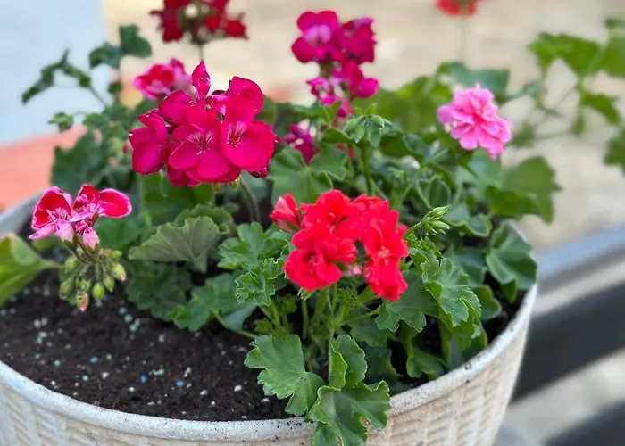 Near - Quiet & - Unit 3 * Petrcane