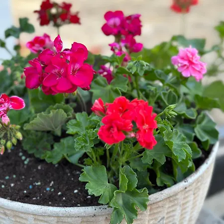 Near - Quiet & - Unit 3 * Petrcane