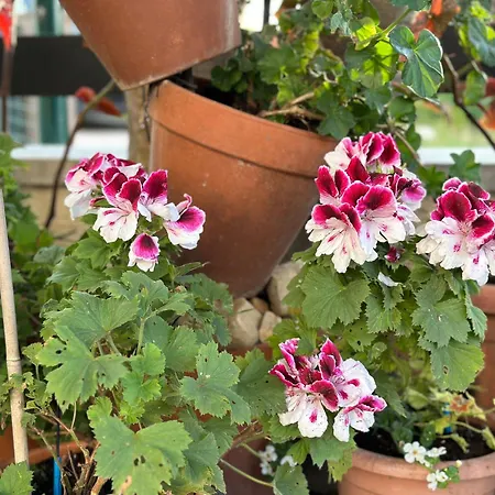 Near - Quiet & - Unit 3 * Petrcane