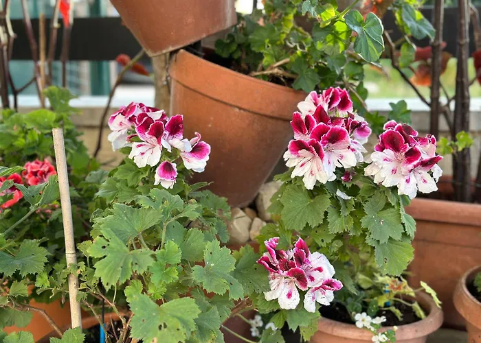 Near - Quiet & - Unit 3 * Петрчане